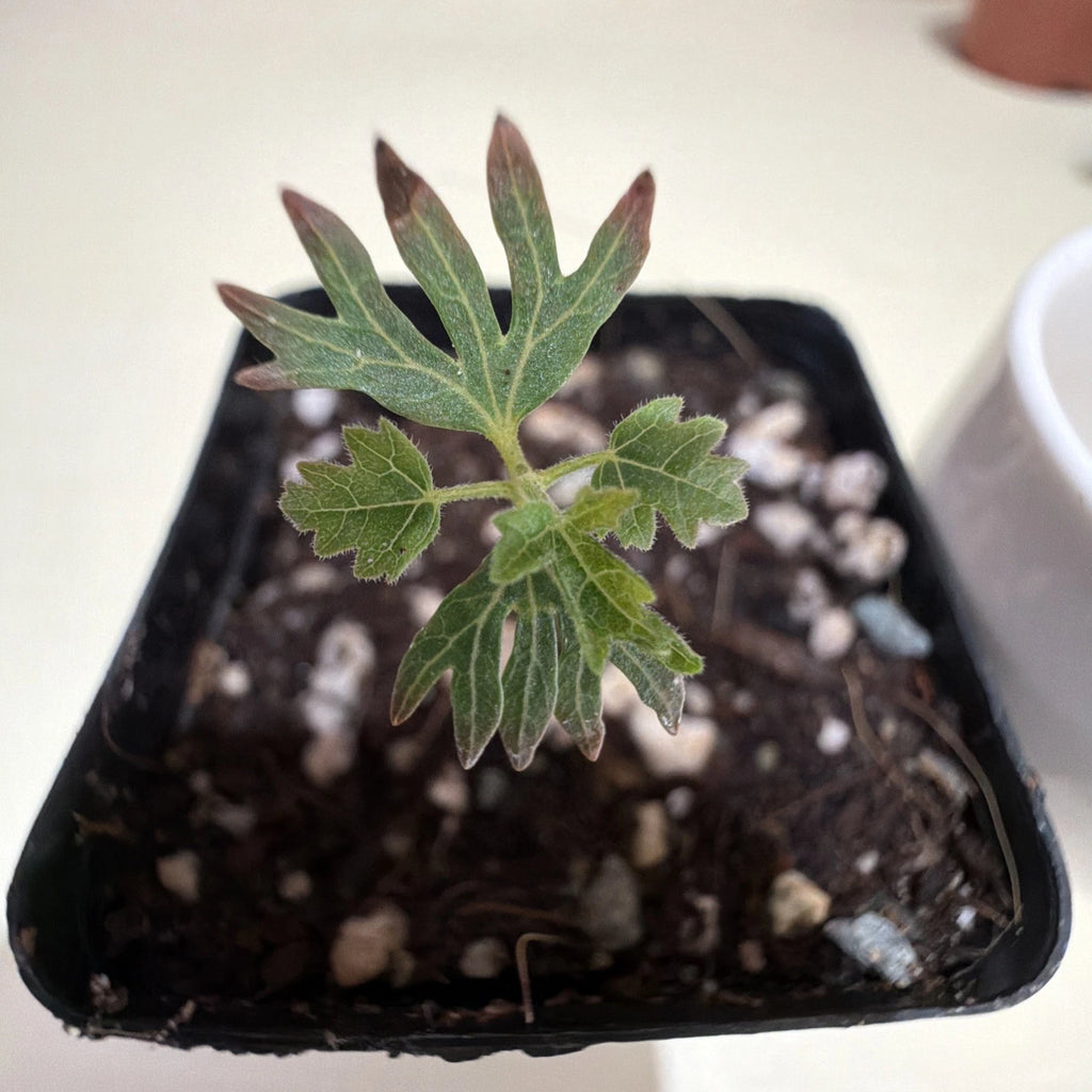 Boswellia Sacra (Royal Hojari) Frankincense Tree