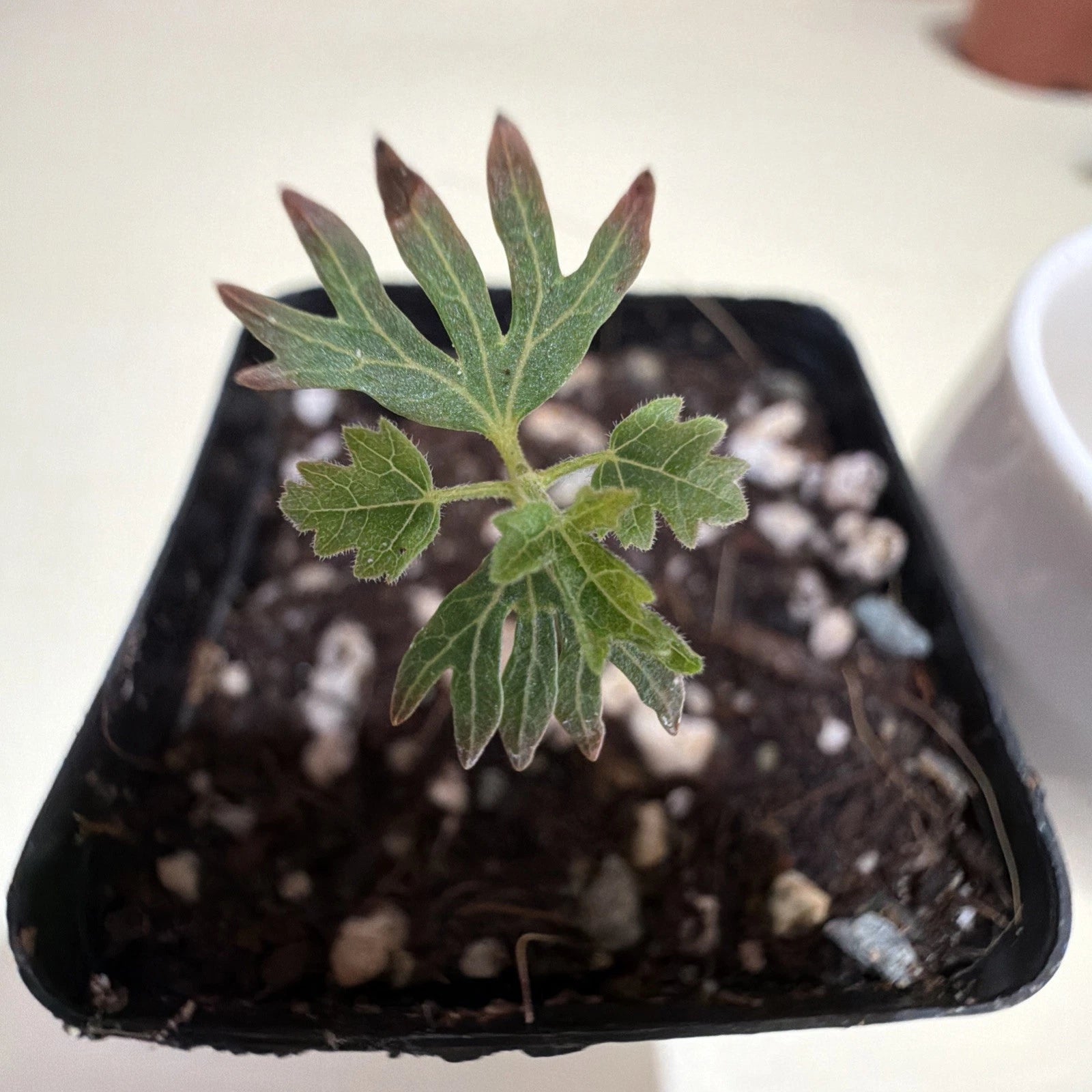 Boswellia Sacra (Royal Hojari) Frankincense Tree