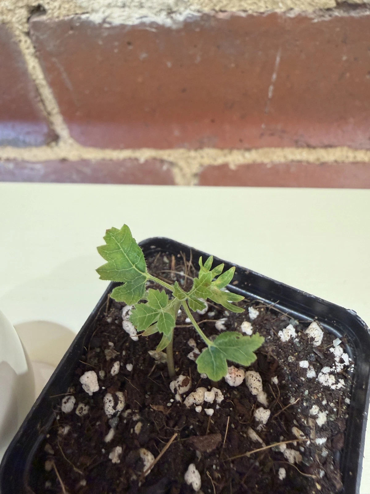 Boswellia Sacra (Royal Hojari) Frankincense Tree